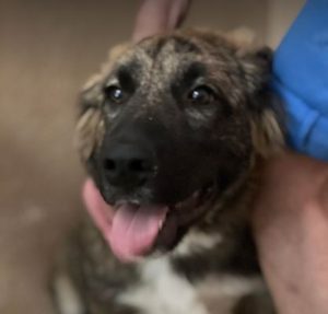 Chesney a tan and white romanian rescue dog | 1 Dog at a Time Rescue UK