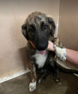 Chesney a tan and white romanian rescue dog | 1 Dog at a Time Rescue UK