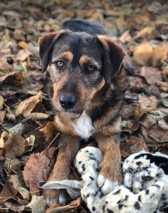 Dougie a brown and black colour Romanian rescue dog 1 | 1 Dog at a Time Rescue UK