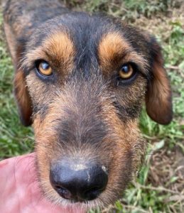 Dougie a brown and black colour Romanian rescue dog | 1 Dog at a Time Rescue UK