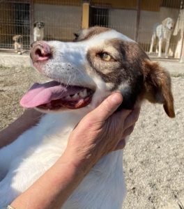 Dylan a white and tan Romanian rescue dog | 1 Dog at a Time Rescue UK