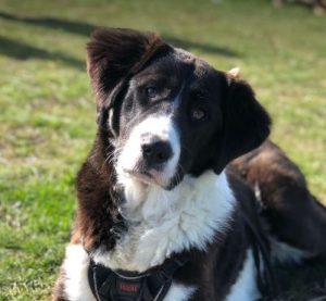 Emily a black and white Romanian rescue dog | 1 Dog at a Time Rescue UK