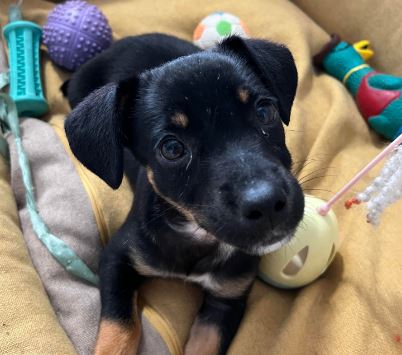 Evie a black rescue dog 1_1 dog at a time rescue UK Evie a black and tan rescue dog | 1 dog at a time rescue UK