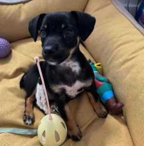 Evie a black and tan rescue dog | 1 dog at a time rescue UK