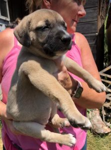 Hailey a black and tan Romanian Rescue Dog | 1 Dog at a Time Rescue UK