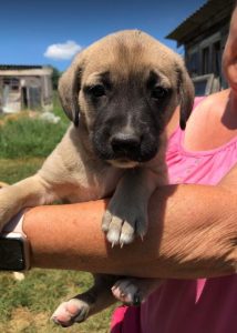 Hailey a black and tan Romanian Rescue Dog | 1 Dog at a Time Rescue UK