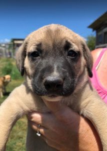 Hailey a black and tan Romanian Rescue Dog | 1 Dog at a Time Rescue UK