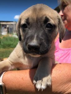 Hailey a black and tan Romanian Rescue Dog | 1 Dog at a Time Rescue UK