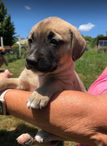 Hailey a black and tan Romanian Rescue Dog | 1 Dog at a Time Rescue UK