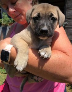 Hailey a black and tan Romanian Rescue Dog | 1 Dog at a Time Rescue UK