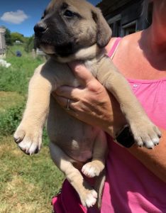 Hailey a black and tan Romanian Rescue Dog | 1 Dog at a Time Rescue UK