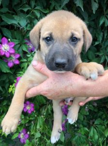 Herbie a black and tan Romanian Rescue Dog | 1 Dog at a Time Rescue UK