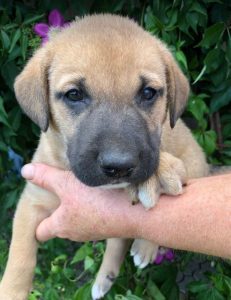 Herbie a black and tan Romanian Rescue Dog | 1 Dog at a Time Rescue UK