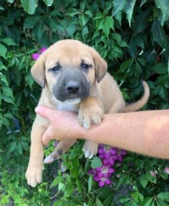 Herbie a black and tan Romanian Rescue Dog | 1 Dog at a Time Rescue UK