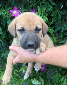 Herbie a black and tan Romanian Rescue Dog | 1 Dog at a Time Rescue UK