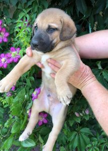 Herbie a black and tan Romanian Rescue Dog | 1 Dog at a Time Rescue UK