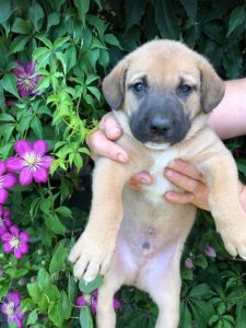 Herbie a black and tan Romanian Rescue Dog | 1 Dog at a Time Rescue UK