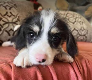 Herbie a black, white and brown rescue dog | 1 dog at a time rescue UK
