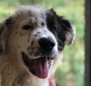 Kenney a black and white romanian rescue dog | 1 dog at a time rescue UK
