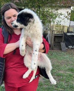 Kenney a black and white romanian rescue dog | 1 dog at a time rescue UK