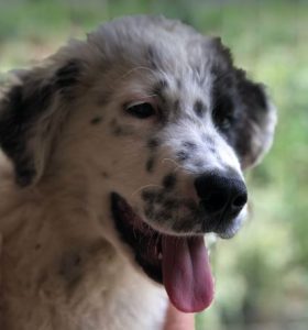 Kenney a black and white romanian rescue dog | 1 dog at a time rescue UK