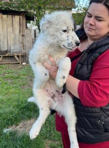 Kenney a black and white romanian rescue dog | 1 dog at a time rescue UK