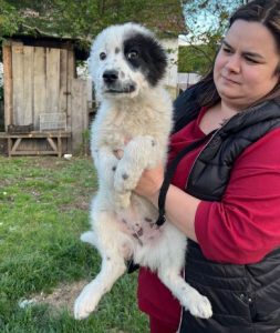 Kenney a black and white romanian rescue dog | 1 dog at a time rescue UK