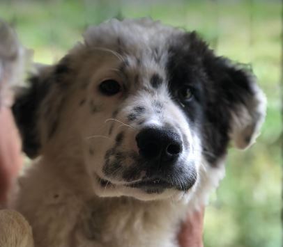 Kenney a black and white romanian rescue dog | 1 dog at a time rescue UK