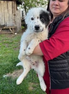 Kenney a black and white romanian rescue dog | 1 dog at a time rescue UK