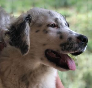 Kenney a black and white romanian rescue dog | 1 dog at a time rescue UK