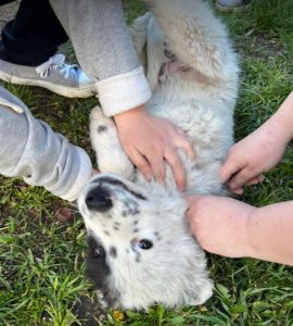 Kenney a black and white romanian rescue dog | 1 dog at a time rescue UK