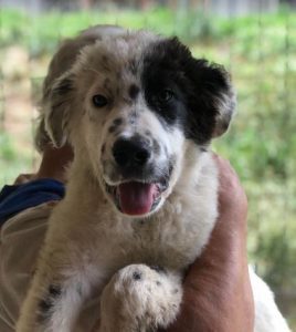 Kenney a black and white romanian rescue dog | 1 dog at a time rescue UK