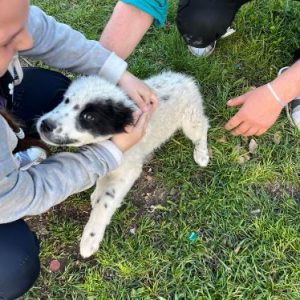 Kenney a black and white romanian rescue dog | 1 dog at a time rescue UK