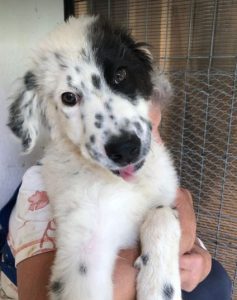 Kenney a black and white romanian rescue dog | 1 dog at a time rescue UK