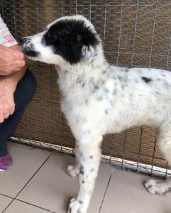 Kenney a black and white romanian rescue dog | 1 dog at a time rescue UK