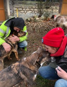 Dougie a brown and black colour Romanian rescue dog 1 | 1 Dog at a Time Rescue UK