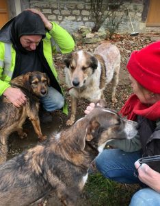 Dougie a brown and black colour Romanian rescue dog 1 | 1 Dog at a Time Rescue UK