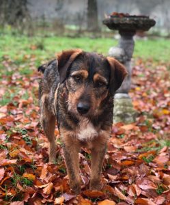 Dougie a brown and black colour Romanian rescue dog 1 | 1 Dog at a Time Rescue UK