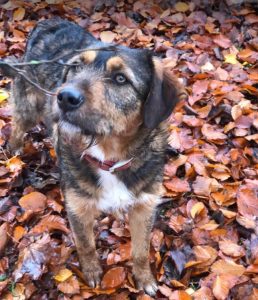 Dougie a brown and black colour Romanian rescue dog 1 | 1 Dog at a Time Rescue UK