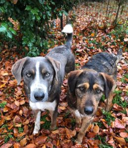 Dougie a brown and black colour Romanian rescue dog 1 | 1 Dog at a Time Rescue UK