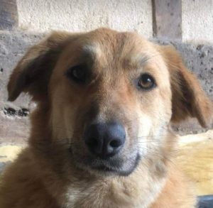 Reba a fawn Romanian rescue dog 1 | 1 Dog at a Time Rescue UK