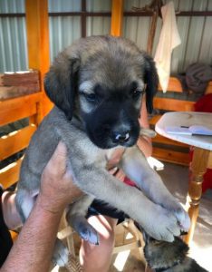 Suzie a black and tan Romanian rescue dog | 1 Dog at a Time Rescue UK