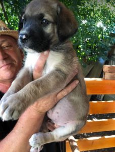 Suzie a black and tan Romanian rescue dog | 1 Dog at a Time Rescue UK