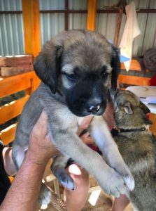 Suzie a black and tan Romanian rescue dog | 1 Dog at a Time Rescue UK