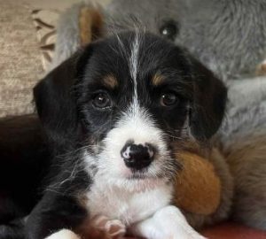 Winnie a black, white and brown rescue dog|1 dog at a time rescue UK