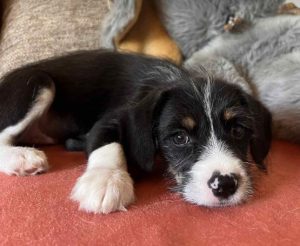 Winnie a black, white and brown rescue dog|1 dog at a time rescue UK