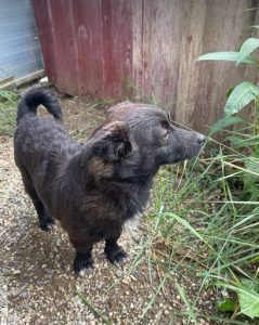 Dessi a black Romania rescue dog | 1 Dog at a Time Rescue UK