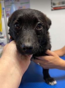 Dessi a black Romania rescue dog | 1 Dog at a Time Rescue UK