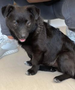 Dessi a black Romania rescue dog | 1 Dog at a Time Rescue UK