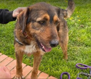 Dougie a brown and black colour Romanian rescue dog 1 | 1 Dog at a Time Rescue UK